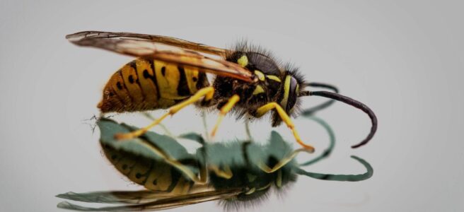 focus photography of honeybee